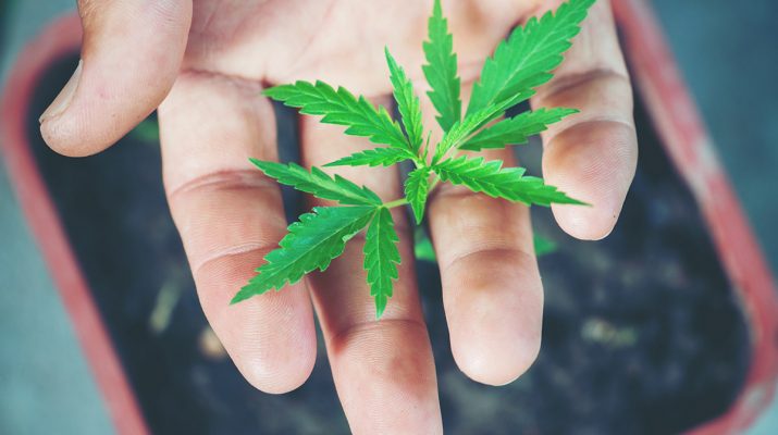 Building a Marijuana Dispensary
